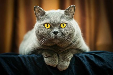 A természet és a szokások macskák Brit fotó