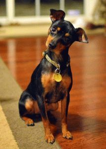 Zörögtek miniature pinscher