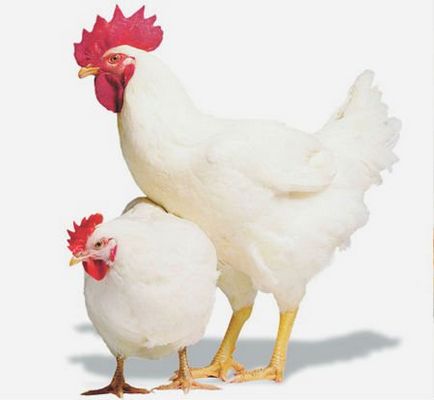 Egg csirke fajta magyarországi