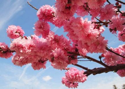 Japán cseresznye Sakura funkciók, leírások, fajták, ültetés és gondozás, hanami, fotó, videó