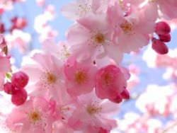 Japán cseresznye Sakura funkciók, leírások, fajták, ültetés és gondozás, hanami, fotó, videó
