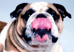 kutya nyelve