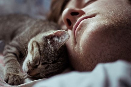 Miért a macska fekszik a személy - macskák és macskák gyakran alszik az ember, vagy közel valaki, hogy miért