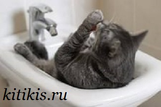 Miért macska mosás