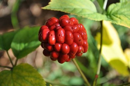 Ginseng hasznos tulajdonságokat és ellenjavallatok