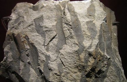 10 hihetetlen tanúvallomások az evolúció a földi élet (bizonyíték) 10 hihetetlen tanúvallomások az evolúció a földi élet