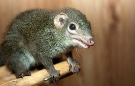 10 hihetetlen tanúvallomások az evolúció a földi élet (kb millió ezelőtt) 10 hihetetlen tanúvallomások az evolúció a földi élet