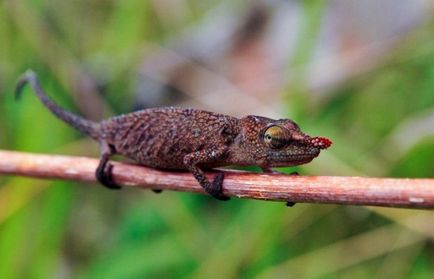 10 hihetetlen tanúvallomások az evolúció a földi élet (az ókori emlős hadrokodium) 10 hihetetlen tanúvallomások az evolúció a földi élet