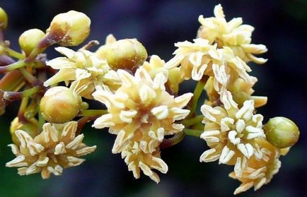 10 hihetetlen tanúvallomások az evolúció a földi élet (az ókori emlős hadrokodium) 10 hihetetlen tanúvallomások az evolúció a földi élet
