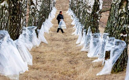 Birch sap előnyei és hátrányai, javallatok és ellenjavallatok, receptek