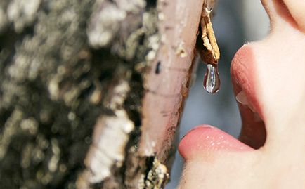 Birch sap előnyei és hátrányai, javallatok és ellenjavallatok, receptek (kár) Birch sap előnyei és hátrányai, javallatok és ellenjavallatok, receptek