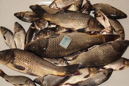 Orvvadászok kifogott hal csali tilos (csali) Orvvadászok kifogott hal csali tilos