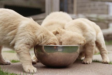 A takarmány Dzhek Rassel Terrier - diéta és napi mértéke (feed) Mi a takarmány egy Dzhek Rassel terrier - diéta és napi árfolyamon