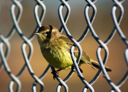 Siskins az otthoni és a madarak etetése