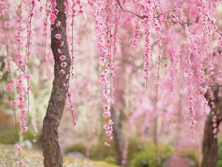 Mi történik a japán természet március 16 március 2015 - Belső nézet