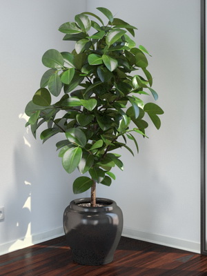 Virág ficus szoba fotó típusok, hogyan kell gondoskodni otthon (fotó) Virág ficus szoba fotó típusok, hogyan kell gondoskodni otthon