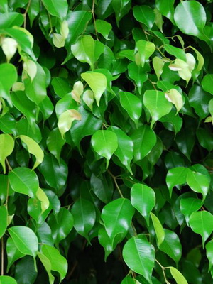 Virág ficus szoba fotó típusok, hogyan kell gondoskodni az otthoni (ellátás) Virág ficus szoba fotó típusok, hogyan kell gondoskodni otthon