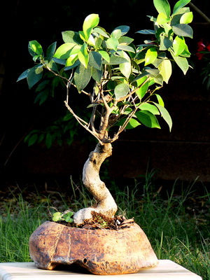 Virág ficus szoba fotó típusok, hogyan kell gondoskodni az otthoni (virág) Virág ficus szoba fotó típusok, hogyan kell gondoskodni otthon