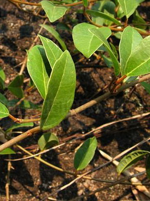 Virág ficus szoba fotó típusok, hogyan kell gondoskodni otthon (fotó) Virág ficus szoba fotó típusok, hogyan kell gondoskodni otthon