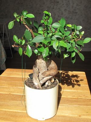 Virág ficus szoba fotó típusok, hogyan kell gondoskodni az otthoni (virág) Virág ficus szoba fotó típusok, hogyan kell gondoskodni otthon