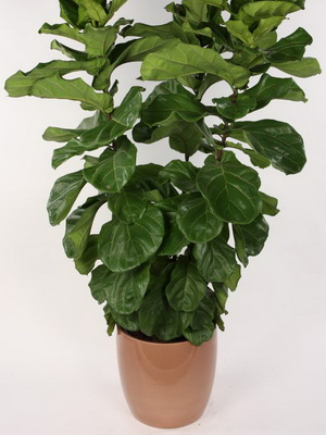 Virág ficus szoba fotó típusok, hogyan kell gondoskodni az otthoni (ellátás) Virág ficus szoba fotó típusok, hogyan kell gondoskodni otthon