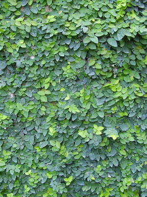 Virág ficus szoba fotó típusok, hogyan kell gondoskodni otthon (fotó) Virág ficus szoba fotó típusok, hogyan kell gondoskodni otthon