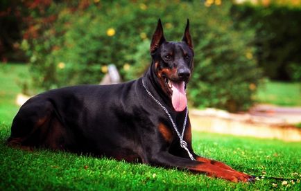 Doberman fotó dobermann