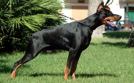 Doberman fotó dobermann