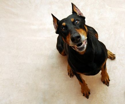 Dobermann ördög kutya (10 fotó) (dobermann) Dobermann ördög kutya (10 fotó)