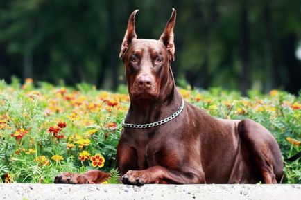 Dobermann ördög kutya (10 fotó) (dobermann) Dobermann ördög kutya (10 fotó)