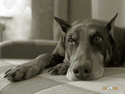 Dobermann ördög kutya (10 fotó) (ördög) Dobermann ördög kutya (10 fotó)