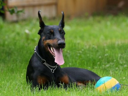Dobermann ördög kutya (10 fotó) (dobermann) Dobermann ördög kutya (10 fotó)