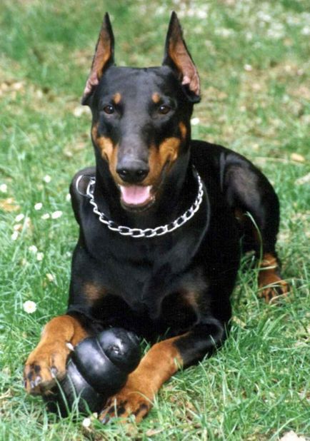 Dobermann ördög kutya (10 fotó) (dobermann) Dobermann ördög kutya (10 fotó)