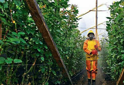 A hatékony feldolgozás polikarbonát üvegházak őszén Phytophthora, whiteflies, takácsatkák és (ősszel) A hatékony feldolgozás polikarbonát üvegházak őszén Phytophthora, whiteflies, takácsatkák és