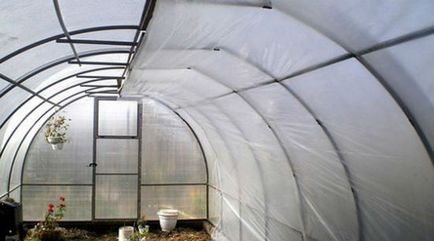 A hatékony feldolgozás polikarbonát üvegházak őszén Phytophthora, whiteflies, takácsatkák és (ősszel) A hatékony feldolgozás polikarbonát üvegházak őszén Phytophthora, whiteflies, takácsatkák és