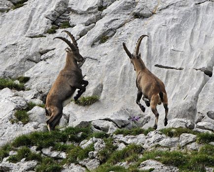 Fenomenális hegymászó - hegyi kecskék (kecske) Fenomenális hegymászó - hegyi kecskék