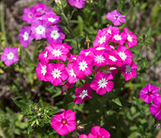 Drummond Phlox növekvő magról, gondozás és fajták (ellátás) Drummond Phlox növekvő magról, ellátás és fajták
