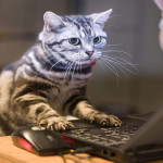 Háttér, sapkák, avatarok magassugárzó (tweeter) Háttér, kalapok, avatarok Twitter