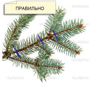 Formáció metszés lucfenyő (kész ültetési rendszeren) Formation metszés luc