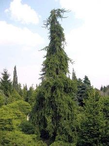 Formáció metszés lucfenyő (kész ültetési rendszeren) Formation metszés luc