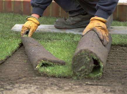 Lawn az országban, hogyan lehet a zöld gyep, saját kezével