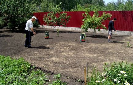 Lawn az országban, hogyan lehet a zöld gyep, saját kezével