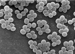 hemolitikus staphylococcus