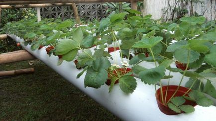 Hydroponics egész évben termesztése eper otthon