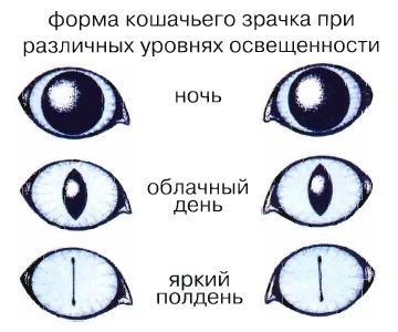 Cat Eyes (cat) macskaszem
