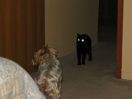 Cat Eyes (szem) macskaszem