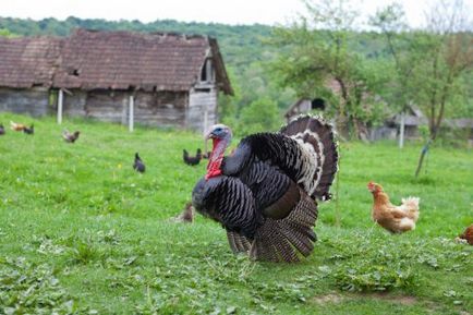 Pulyka ellátás, tartása, tenyésztése és nevelés otthon