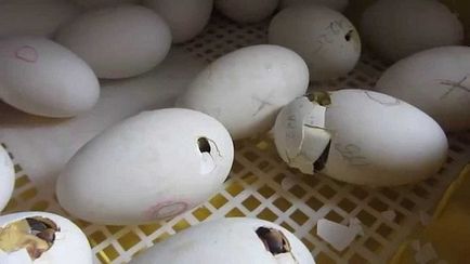 Inkubációs kacsa tojás, hogyan kell elvégezni az otthoni (nap) Inkubációs kacsa tojás, hogyan kell csinálni otthon