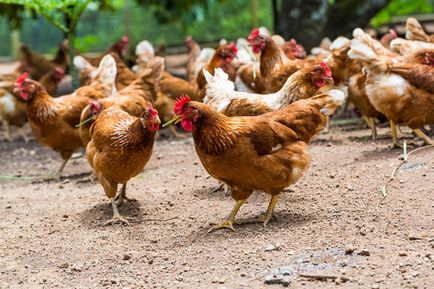 Érdekes tény a kakasok és a csirkék (a tulajdonos elment a hostess) Érdekes tény a kakasok és tyúkok