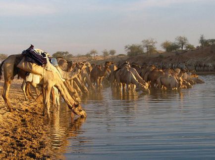 Érdekességek a tevék (camel érdekes tény) Érdekességek a tevék